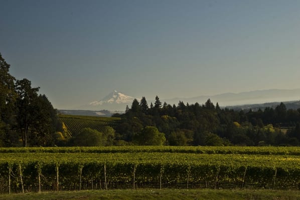 Stoller Family Estate by null
