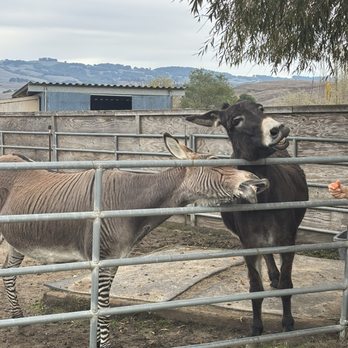 American Made Farm Sanctuary - Petting Zoos Near Me - Petaluma, California