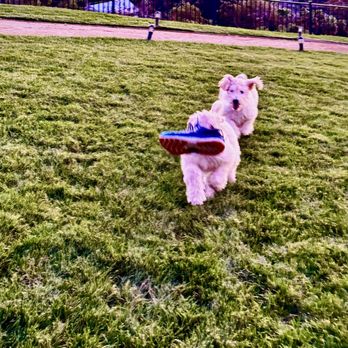 iSpeakDog! - No taking the shoe! - Pet Training Near Me iSpeakDog! - No taking the shoe! - Pet Training Near Me