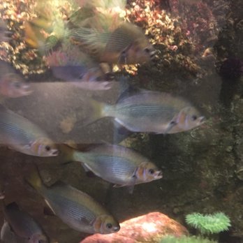 Seattle Aquarium - Aquariums Near Me - Seattle, Washington