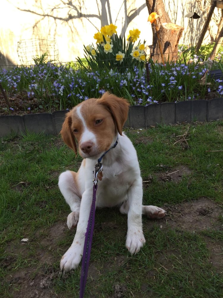 MAGGIE MAE PET SERVICES Updated August 2024 106 Douglas Dr