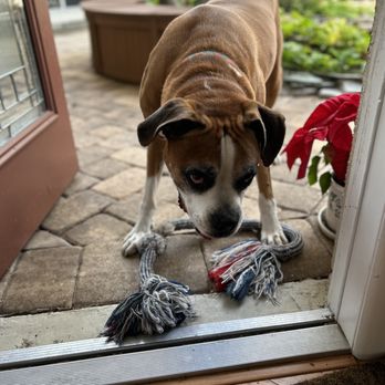 Wags and Whiskers - Pet Sitting Near Me Wags and Whiskers - Pet Sitting Near Me