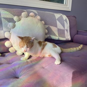 Paws Awhile Cat Cafe - Themed Cafes Near Me - Perry, Georgia Paws Awhile Cat Cafe - Themed Cafes Near Me - Perry, Georgia