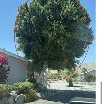 Luis's Tree Service - Tree Services Near Me
