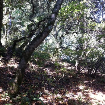 Chabot Park - coast live oak/ bay woodland - Parks Near Me - San Leandro, California