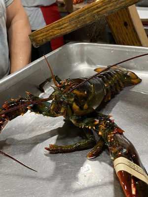 Brown's Lobster Pound by null