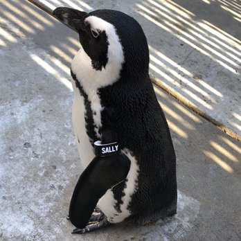 Maryland Zoo in Baltimore - Penguin encounter - Zoos Near Me - Baltimore, Maryland