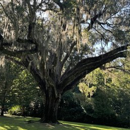 Moss tree- gorgeous Moss tree- gorgeous