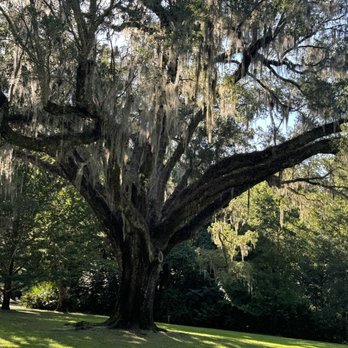 Eden Gardens State Park - Moss tree- gorgeous - Parks Near Me - Santa Rosa Beach, Florida Eden Gardens State Park - Moss tree- gorgeous - Parks Near Me - Santa Rosa Beach, Florida