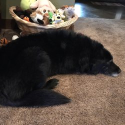 Cottonwood Veterinary Service - Otter never has enough toys!