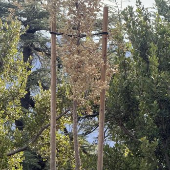Deukmejian Wilderness Park - Dying oak - Hiking Near Me - Glendale, California