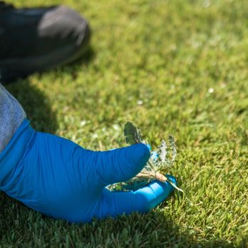 Turfresh - Weed removal during TurfCare Service - Artificial Turf Near Me Turfresh - Weed removal during TurfCare Service - Artificial Turf Near Me