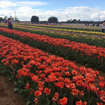 Texas-Tulips - Nurseries & Gardening Near Me - Pilot Point, Texas
