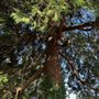 Photo of Patrick Myers Tree Service