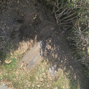 Pioneer Cemetery District - The extent of the pest problem Pioneer Cemetery District - The extent of the pest problem