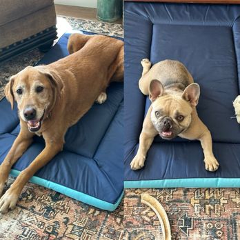 HomeGoods - New dog bed pads - Home Decor Near Me - Elk Grove, California HomeGoods - New dog bed pads - Home Decor Near Me - Elk Grove, California