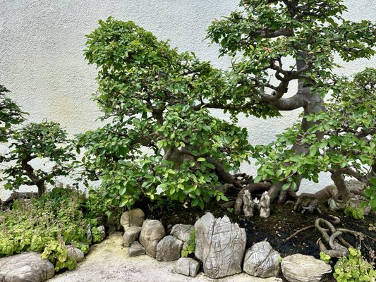 National Bonsai & Penjing Museum by null