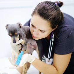 24/7 PetVets