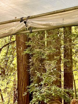 Roaring Camp by null