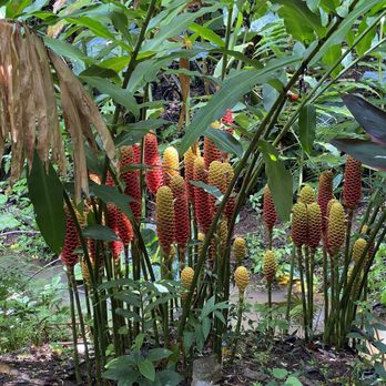 Kauai Safaris - Amazing flowers - Tours Near Me - Lihue, Hawaii Kauai Safaris - Amazing flowers - Tours Near Me - Lihue, Hawaii