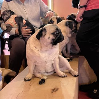 Cuppa Pug - Themed Cafes Near Me - Escondido, California