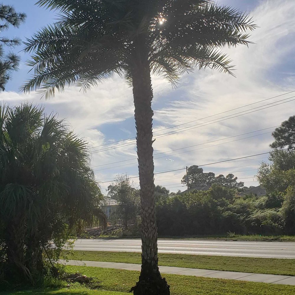 Sampson Tree Service - Sylvester palm that was trimmed - Tree Services Near Me - Port St. Lucie, Florida Sampson Tree Service - Sylvester palm that was trimmed - Tree Services Near Me - Port St. Lucie, Florida