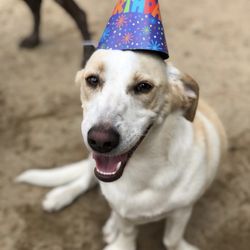 Fetch 'n Fun