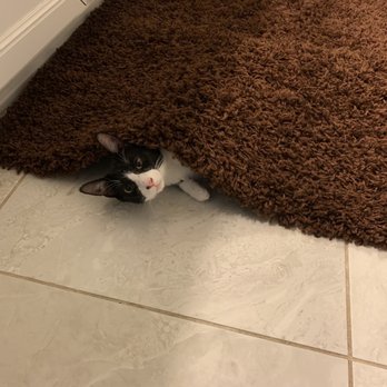 Outlet Bins - Bathmat from St Matt's ( kitten not included) - Thrift Stores Near Me - Fort Myers, Florida Outlet Bins - Bathmat from St Matt's ( kitten not included) - Thrift Stores Near Me - Fort Myers, Florida