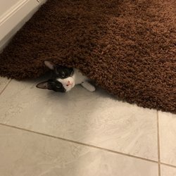 Outlet Bins - Bathmat from St Matt's ( kitten not included)