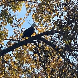 Connecticut Watersports - Got to see this bald Eagle on our fall foliage tour. What a bonus!