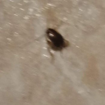 Alpine Inn - This is proof of alpine inn being infested!!! - Hotels Near Me - Rockford, Illinois Alpine Inn - This is proof of alpine inn being infested!!! - Hotels Near Me - Rockford, Illinois