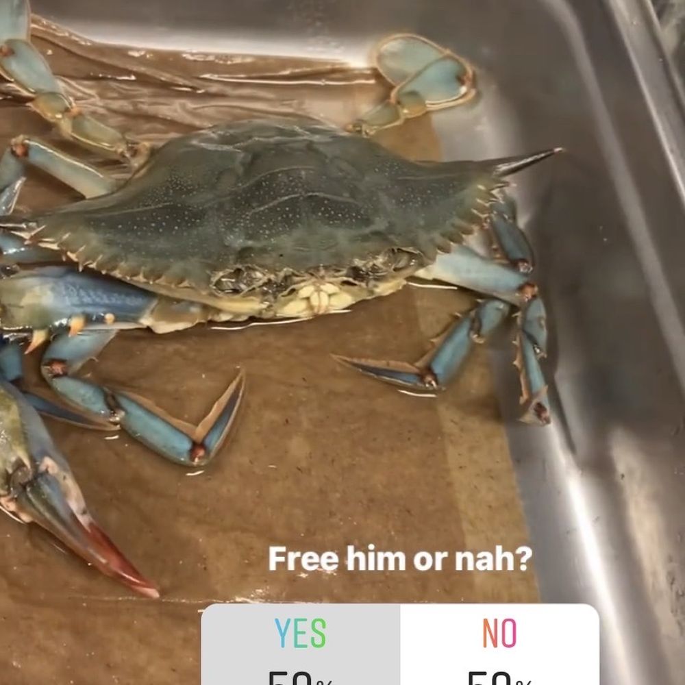 I was torn in buying him and returning him to the sea I was torn in buying him and returning him to the sea