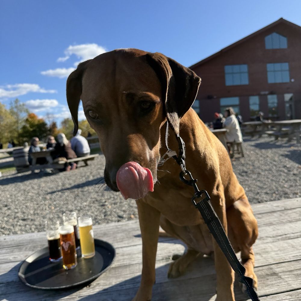 Von Trapp Brewing Bierhall Restaurant - Hazelnut awaiting some beer leftovers - Austrian Near Me - Stowe, Vermont