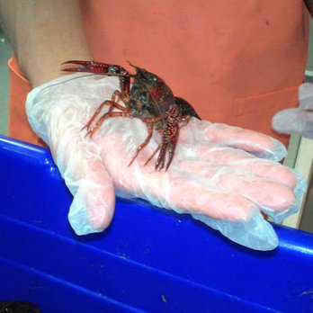 WinCo Foods - Fresh crayfish delivered weekly, just ask for them - Grocery Near Me - Oklahoma City, Oklahoma