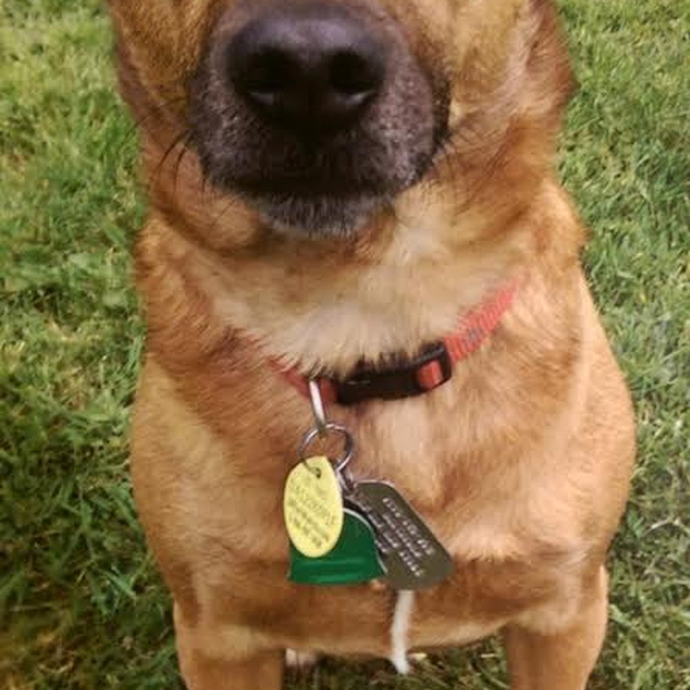 Red proud of his clean teeth. Red proud of his clean teeth.