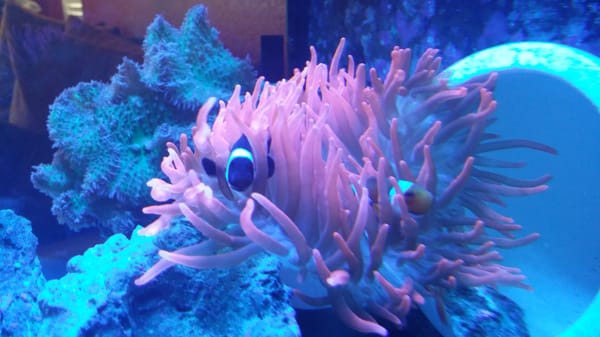 Three Little Fish by null