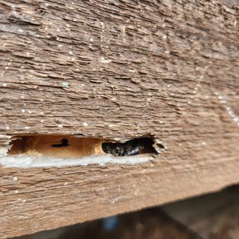 Cabins For You - Carpenter bees in deck - Vacation Rentals Near Me - Gatlinburg, Tennessee Cabins For You - Carpenter bees in deck - Vacation Rentals Near Me - Gatlinburg, Tennessee