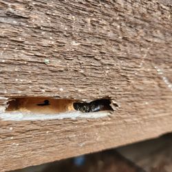 Carpenter bees in deck