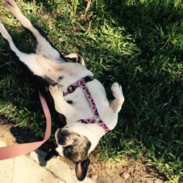 Miss Lola loves her dog walker!