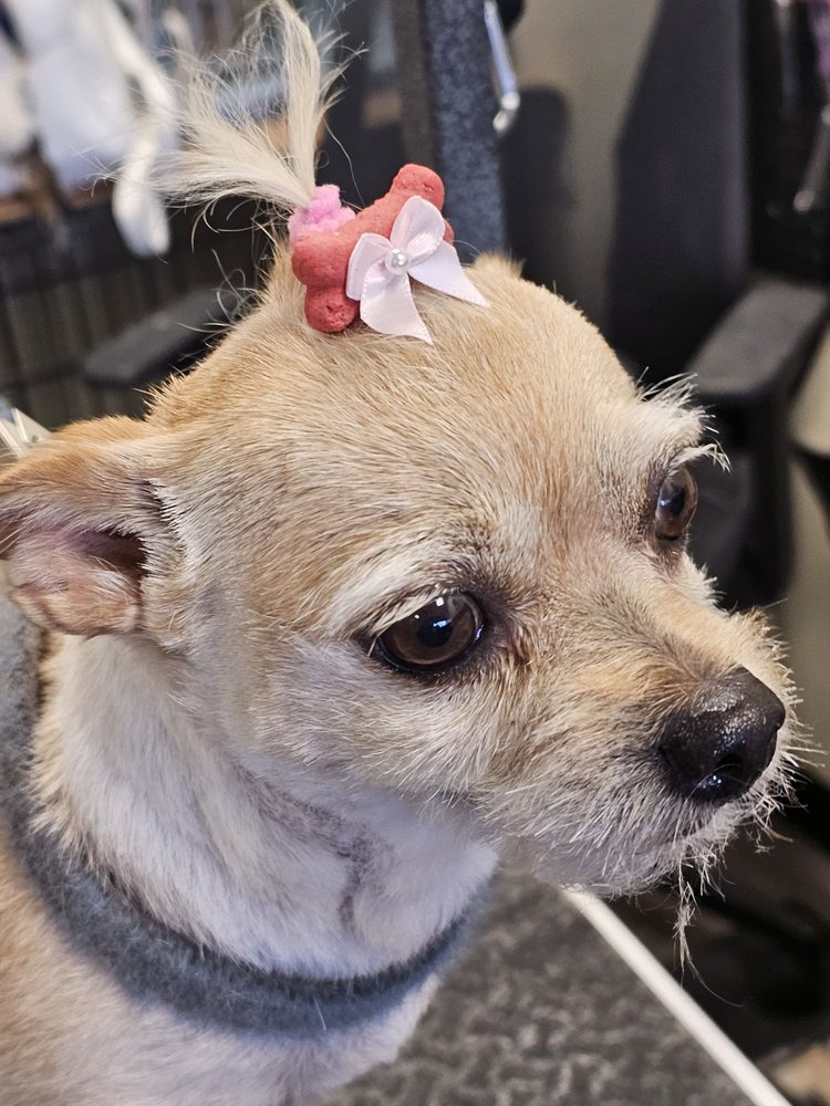 A DOGHOUSE Updated September 2024 694 Whiting St, Grass Valley