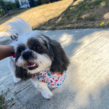 Clip N Clean - Pet Sitting Near Me - Tacoma, Washington