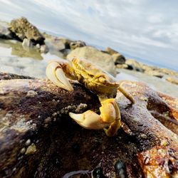 Chito Beach Resort - Crab'n