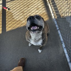 Alpha Canine Rehabilitation and Training