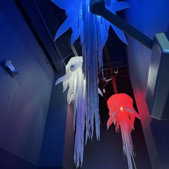 Discovery Cube Orange County - Jelly fish - Children's Museums Near Me - Santa Ana, California