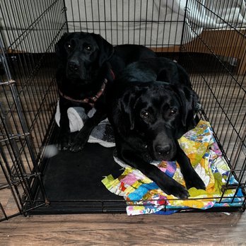 Love's Labradors - They big boys in one crate. We really do have a crate for each of them. - Pet Breeders Near Me Love's Labradors - They big boys in one crate. We really do have a crate for each of them. - Pet Breeders Near Me