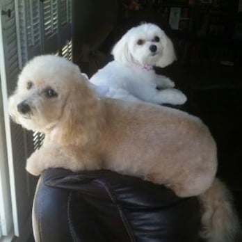 On Spot Pet Supply & Spa - Aggi Anne and Bella Boo - Pet Groomers Near Me - Rimforest, California On Spot Pet Supply & Spa - Aggi Anne and Bella Boo - Pet Groomers Near Me - Rimforest, California