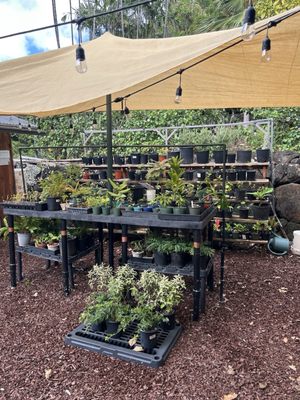 Mānoa Heritage Center by null