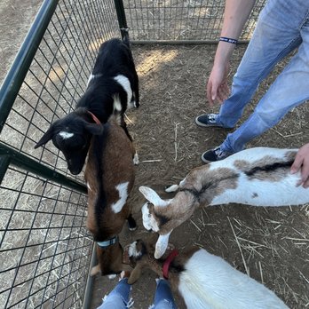 Mike’s Pumpkin Patch - Goats! Don't wear sandals they tried to eat them lol - Pumpkin Patches Near Me - Galt, California