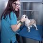 Photo of Pawsperity Grooming School
