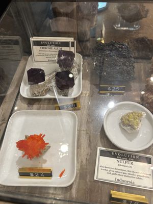 The Evolution Store by null